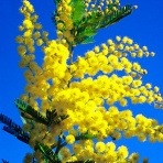 「フランス語圏の文学・芸術における女性の表象」（表象の会）
