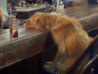 飼い主に寄りかかる姿がもう介抱中の酔っ払い、海外「あの女に振られたんだよ」【海外の反応】