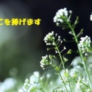 暦‐2026年1月17日