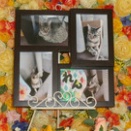 水戸市の愛猫れんちゃんの個別火葬【ペット火葬・霊園・水戸市】