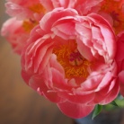 花に興味のないとーさんも、「綺麗やなぁ！」と思わず言った、大輪の花を咲かせるあのお花を飾ってみた！ビフォアフあり！