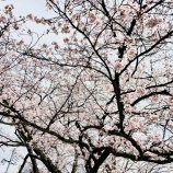 �ص�����Ѥ���ܤ����餳���٤β���