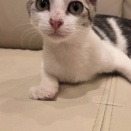 生後6ヶ月　えりんぎ　募集中