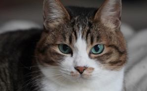 布団を譲らない猫に翻弄される