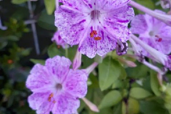 花のある暮らし 街でみかけた花たち