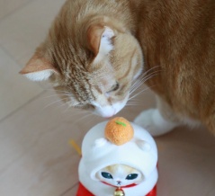 猫らは橙狙い。