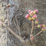 『ポカポカ陽気、サクラの花は一両日中にも』の画像