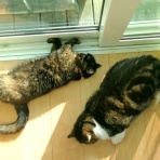 ”猫おでん”あり〼。