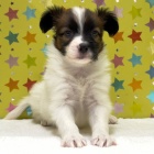 『	 新しいわんちゃんの紹介です🐶』の画像