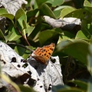 頑張ってるね！　オオカマキリ　他