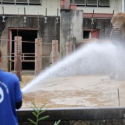 とべ家の猛暑対策 ~シャワー気持ちいいね~