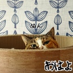 猫とお酒と日々のこと