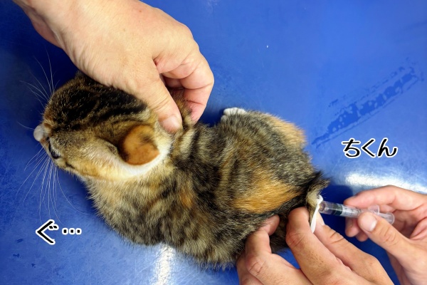 猫とお酒と日々のこと Powered by ライブドアブログ