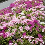 Mikageマダムの夕食レシピ