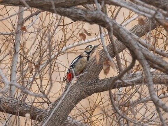 2026年2月26日の野鳥公園