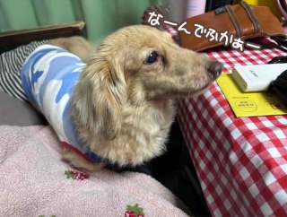 我が家で1番うるさいヤツ。