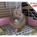 ◆チャッピーの表情