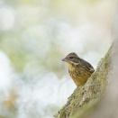 ■お昼休みの野鳥撮影 ～ アオジ・シロハラ ～