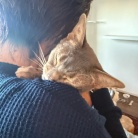 猫たち、Tちゃんをすっかり家族と思ってるような…