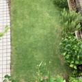 西洋芝の除草