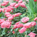 40歳で無職→パート→正社員のお財布日記