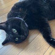 アヤちゃんの短いしっぽ