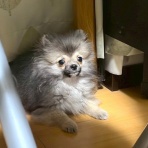 宝塚コミパ通信