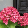 大慈寺の紫陽花　2