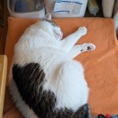 寝姿で分かること