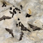 恋ふ森野郎の研究日誌