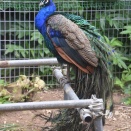 まさかの再会（黒島⑰）