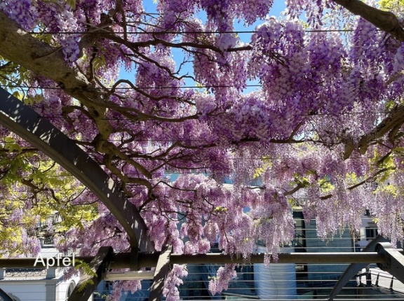 駅上の藤が美しい🇨🇭