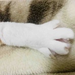 おてんば茶々姫