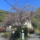 大磯から湘南平散歩（善兵衛池→高田公園）桜