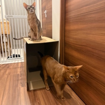 出入りの激しい猫マンション？