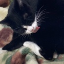 猫が毛づくろいをやめない