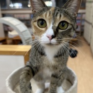 猫紹介☆ベルリ