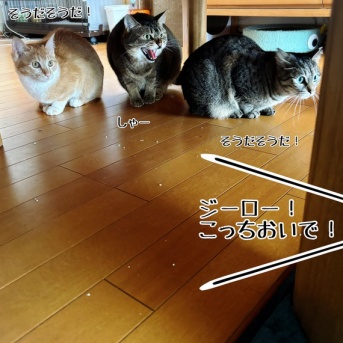 春乃さんとトイレ砂と戦う。