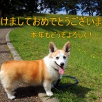 わんこと鉄とアマチュア無線  de JE4CER