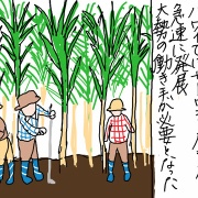 ハワイ滞在記2026年②私の知らなかったハワイ　写真花嫁という女性たち