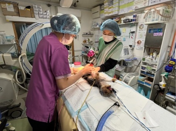 本日もクリニックでは沢山の手術が有ります。