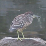 きららきらら☆