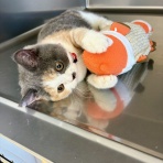 まさき動物病院