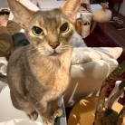 牛せり鍋の夜ごはん