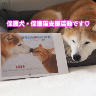 湘南凸凹柴WAN日記