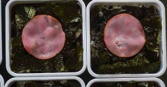 中秋の名月弁当