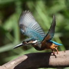 『BORG90FLによるカワセミ④＆BORG増税前買うか買われるか。　2019/09/28』の画像