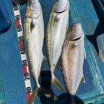 釣りまとめ速報