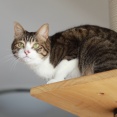 キャットタワーに戻る猫。