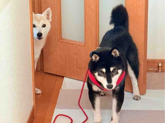 ここちゃんの胸のハゲとお腹のできもの